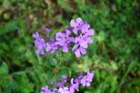 Traumpfad Bleidenberger Ausblicke025